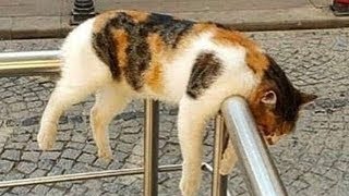 「かわいい猫」子猫が熟睡していたので遊んでみました - 最も面白い猫の映画 #216