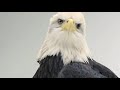 Spirit's Eyes (Bald Eagle)