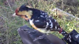 Djuma: Crested Barbet - 15:09 - 05/13/20