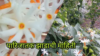 पारिजातक झाडाची माहिती आणि उपयोग|प्राजक्ताचे झाड|हरशिंगार #पारिजात#प्राजक्त #parijatk #पारिजातक