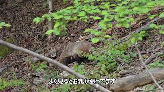 夏鳥探し