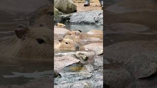 Come with me to visit the capybara onsen, details in the vlog 🧸🌹 #capybara #tokyovlog #japanvlog