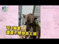 人類請不要裝肖維好嗎 鏟屎官cosplay地表兩大悍犬 汪 我就靜靜看著你裝逼@毛球烏托邦maoutopia