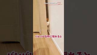 【マンチカン】バレバレな所に隠れると誰でも可愛くなれるらしい 【犬と猫、両方飼ってると毎日かわいい♥】