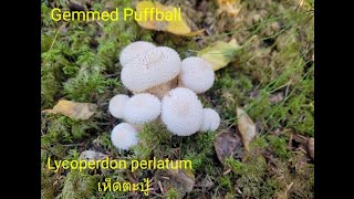 #เก็บเห็ดตะปู้ # Gemmed Puffball Sep11th 2021