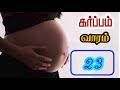 கர்ப்பம் வாரம் 23 23 வாரம் கர்ப்பம் 23 week pregnancy symptoms in tamil karpam varam 23