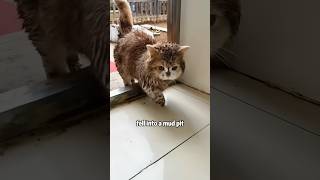 Life is the continuation of love(1) #animals #shortvideo #lovestory #cute #cat