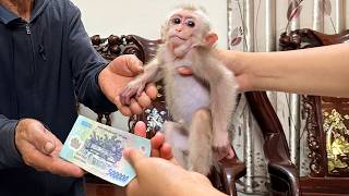 The Secret Behind the Meeting: Baby Monkey Kaki and the Heartfelt Gratitude