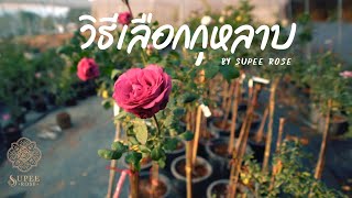 วิธีเลือกกุหลาบ กับ Supee Rose