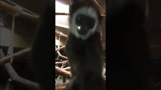 Cute baby gibbon.【シロテテナガザル】#shorts