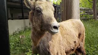 【金沢動物園公式】オオツノヒツジのハナコ、骨折から2年が経ちました