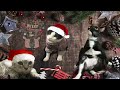 Jazz Christmas Songs  Playlist Chill with Cat 2023 | Calm, Relax, Sleep, Study, Classic Music