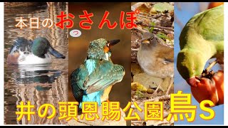 井の頭恩賜公園界隈・鳥s・本日のおっさんぽ