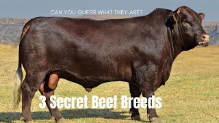 Beyond Angus: Unveiling Ruby Red Devons, South Devons and Sussex Cattle