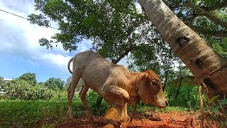 ಗೋಶಾಲೆ...🐄🚩ಆನೆಗುಂದಿ ಶ್ರೀ ಸರಸ್ವತೀ ಗೋವು ಮತ್ತು ಪರ್ಯಾವರಣ ಸಂರಕ್ಷಣಾ ಟ್ರಸ್ಟ್🚩