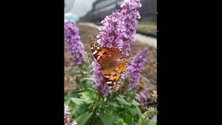 Japanese butterfly on Buddleja High Five Purple