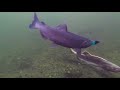 the best underwater coho twitching bites caught on camera ever