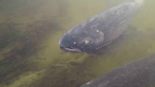 The Best Underwater Coho Twitching Bites Caught On Camera EVER!!