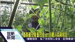 世新新聞 嘉縣蕃茄產量冠全台 送禮入菜兩相宜