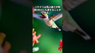 ハチドリに関する雑学 #動物 #可愛い #雑学