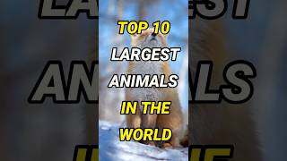 10 Largest Animals in the World: Mind-Blowing Giants of Land, Sea, and Sky #WildlifeWonders#Animal