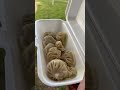 new nepalese dumpling momo truck near dallas texas. momotruck nepalimomos ytshorts viralvideo