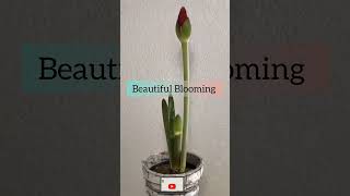 😱Color Changing Rose🌹// How To Create Blue Rose by 24Hrs // Did You Try This// #rohinilifestyle ✅