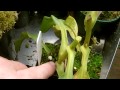 fixing black stem rot in nepenthes