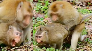 Big male monkey Aesop uses his force 100% on female monkey Violet because Violet rejected him