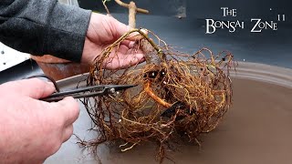 Pruning and Repotting My Moreton Bay Ficus, Part 2, The Bonsai Zone, Nov 2024