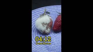 Strawberry Decay Time Lapse – 12 Days of Mold Growth