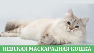 Невская маскарадная кошка: знакомство с породой