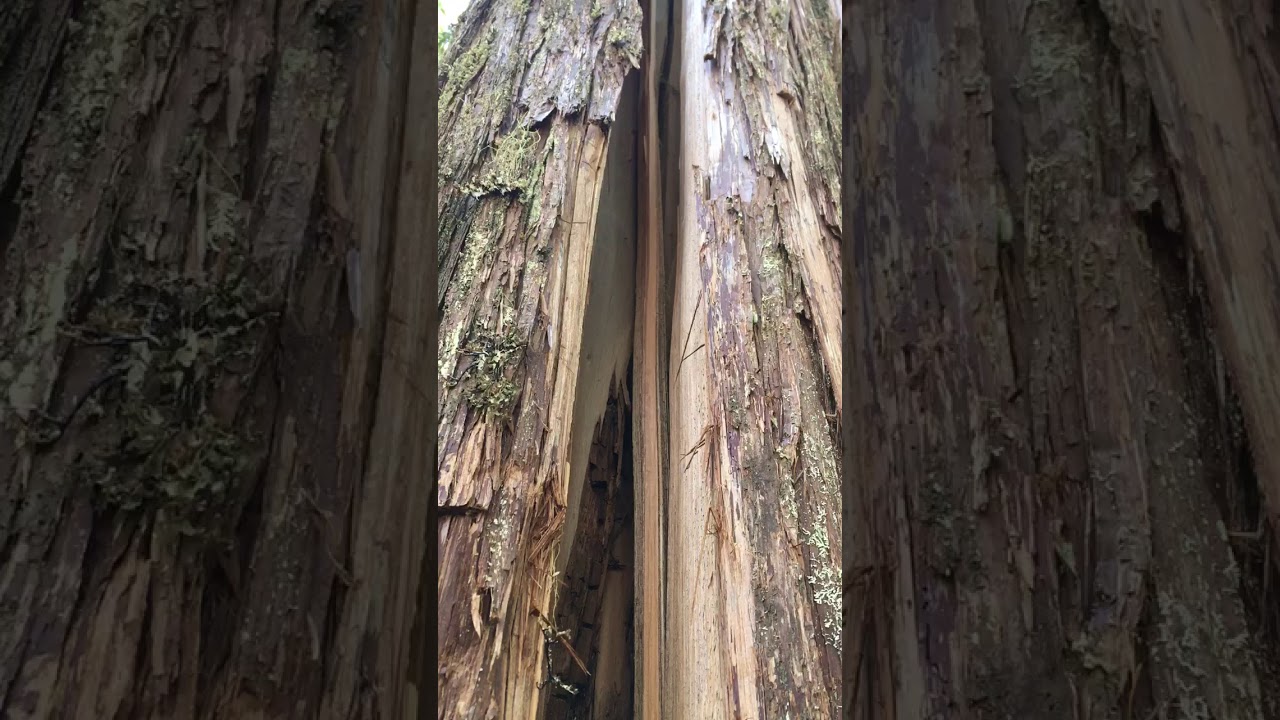 Tree Breathing Youtube