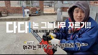 [논두렁] 전기톱(엔진톱) 나무베기, 나무자르기, 벌목