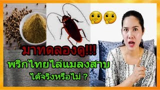 พริกไทยไล่แมลงสาบ ได้ผลจริงหรือไม่ ทดลองทำวิธีนี้แมลงสาบหายไปเลย|MAMTUM Family