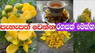 තේ වෙනුවට හොඳම පානය රණවරා පානය- Ranawara Drink Benefits, Recipe \u0026 Health Secrets Natural🍵