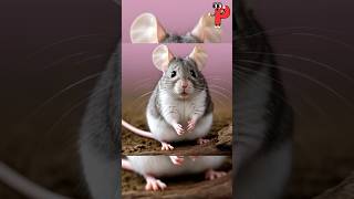 From Mouse to cheese : A Surprising Transformation AI 🐭 🧀 #pubartai #ai #shorts #viralvideo