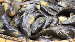 ডাকে বিলের কই মাছ বিক্রি হচ্ছে #fishmarketbd #auction #viralvideo #