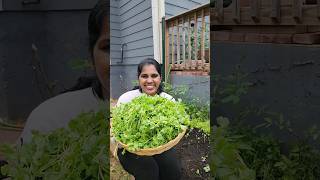 ✨️Americaல First Harvest பண்ணிட்டோம் | Coriander Harvest in 28 Days #usa #2024 #gardening #minivlog