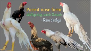 கிளிமூக்கு வால் சேவல் பண்ணை|| parrot beak long tail aseel farm. Vlog-1