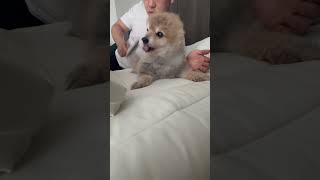 그만해라 진짜 #노령견 #강아지 #믹스견 #puppy