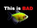 Why I Don't Like GLOFISH