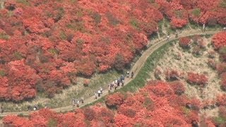 初夏の風物詩ツツジ満開 朱色に染まった山肌楽しむ