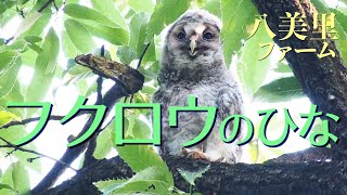 フクロウのひな❹［眠い！］埼玉・秋ヶ瀬で巣箱から出て10日のフクロウのひな。下を気にしながら眠くて仕方がない様子がかわいい