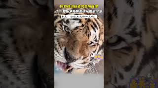 饲养员训练老虎表情管理，结果吧虎哥整无语了#萌宠 #pets #老虎 #funny #shorts