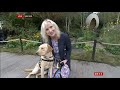 guide dog pulls carol kirkwood to the ground at chelsea flower show