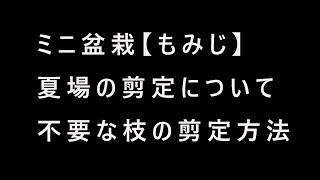 もみじ　枝の剪定