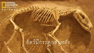 สารคดี วิวัฒนาการของสัตว์มีกระดูกสันหลัง เดวิด แอทเทนเบอเรอห์