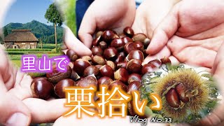 今が旬の🌰【栗拾い】🌰子供達と行ってきました😆ほのぼの動画