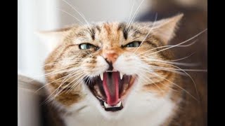 1 Hour of scary \u0026 angry Cat sound - ساعة من صوت قطط غاضبة عالي و مخيف